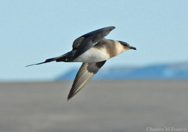 Photo (6): Parasitic Jaeger
