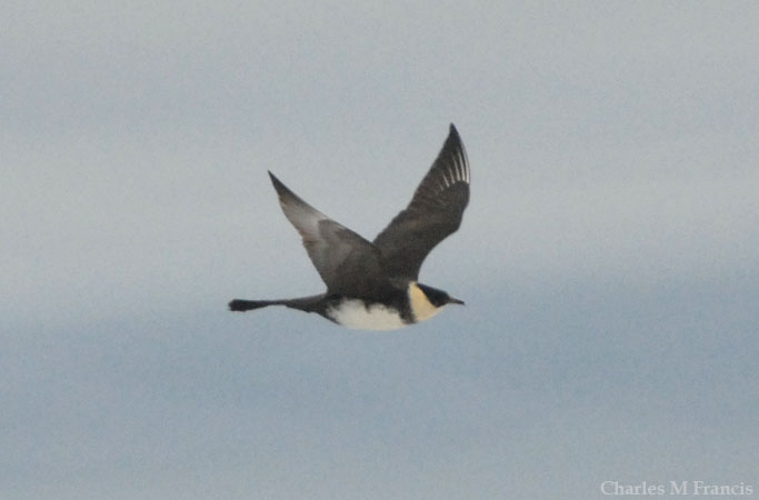 Photo (6): Pomarine Jaeger