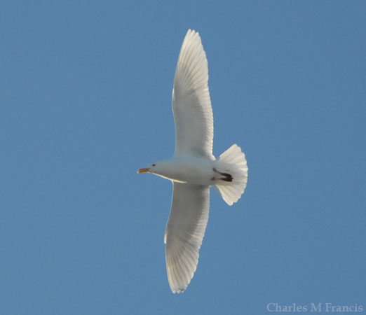 Photo (3): Glaucous Gull