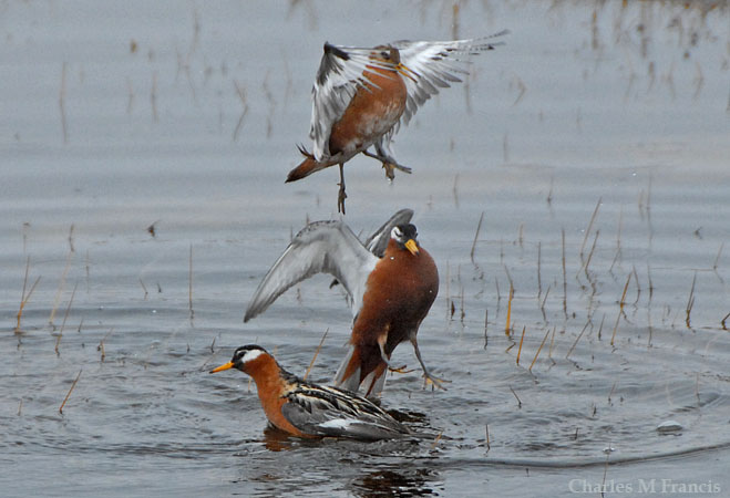 Photo (6): Red Phalarope