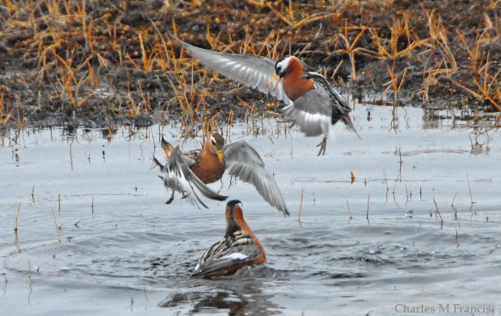 Photo (7): Red Phalarope