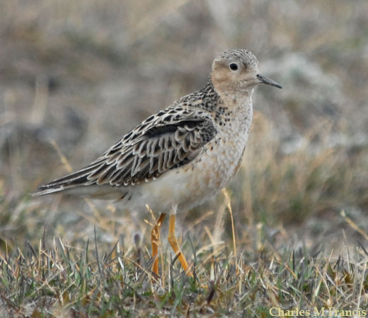 Photo (1): Buff-breasted Sandpiper