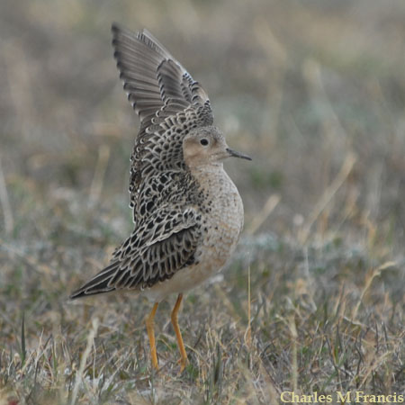 Photo (2): Buff-breasted Sandpiper