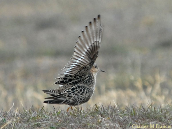 Photo (3): Buff-breasted Sandpiper