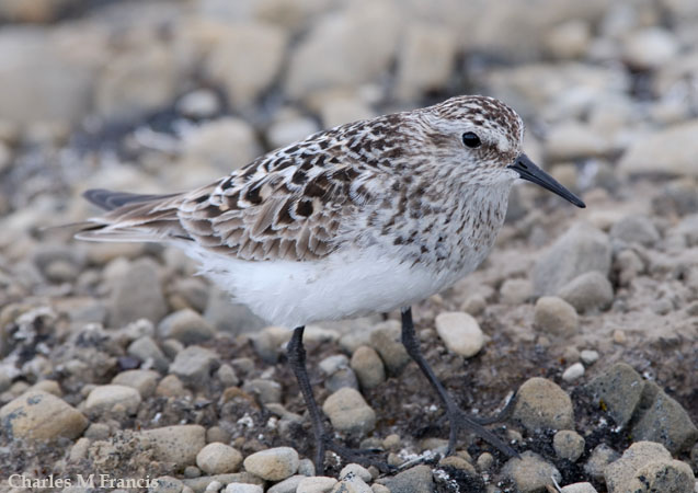 Photo (1): Baird's Sandpiper