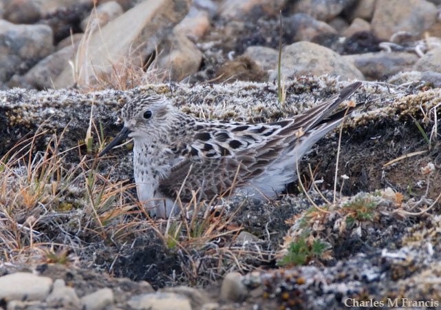 Photo (21): Baird's Sandpiper