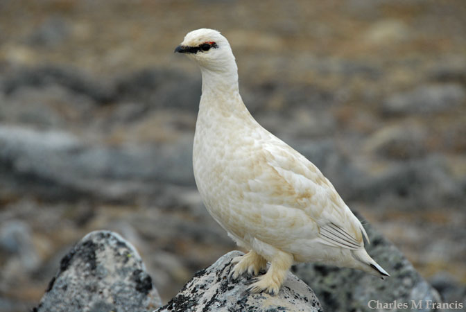 Photo (3): Rock Ptarmigan