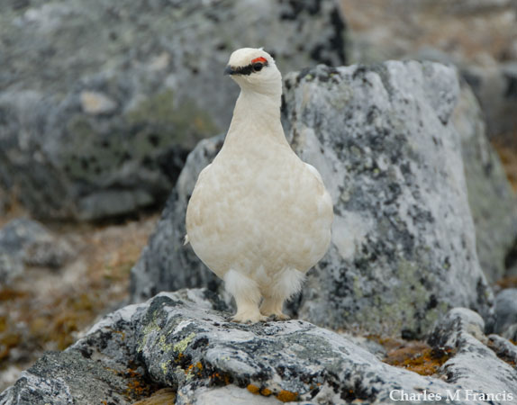 Photo (6): Rock Ptarmigan