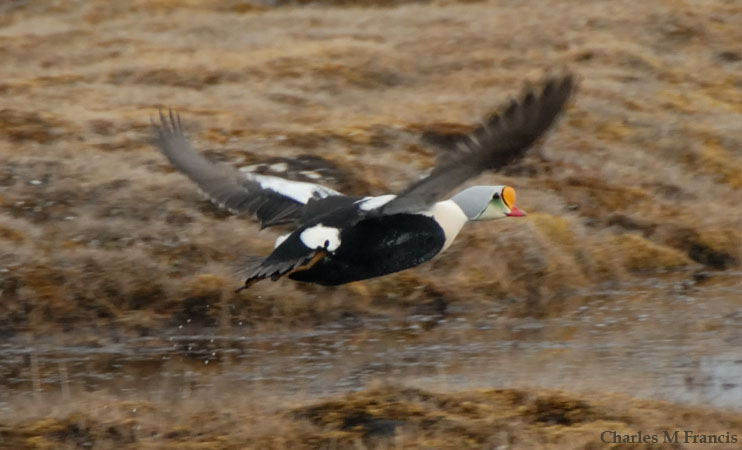 Photo (3): King Eider