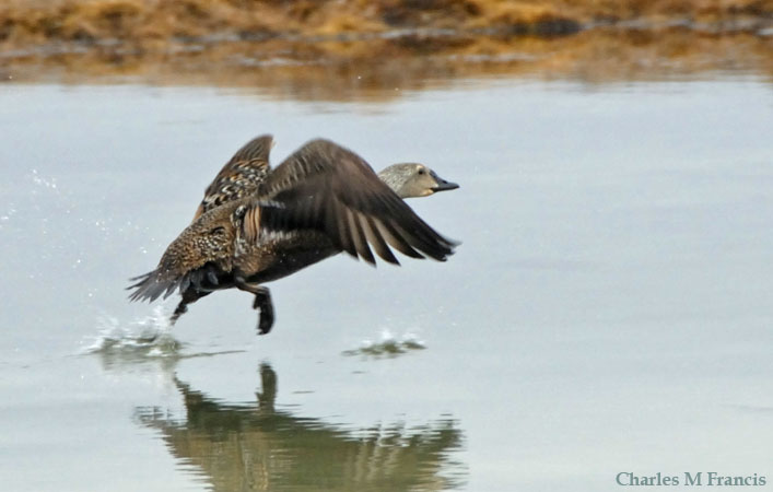Photo (4): King Eider
