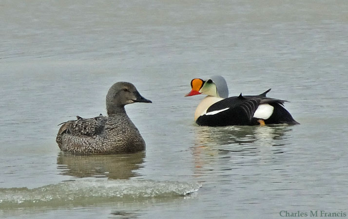Photo (2): King Eider