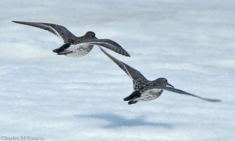 Photo (5): Purple Sandpiper