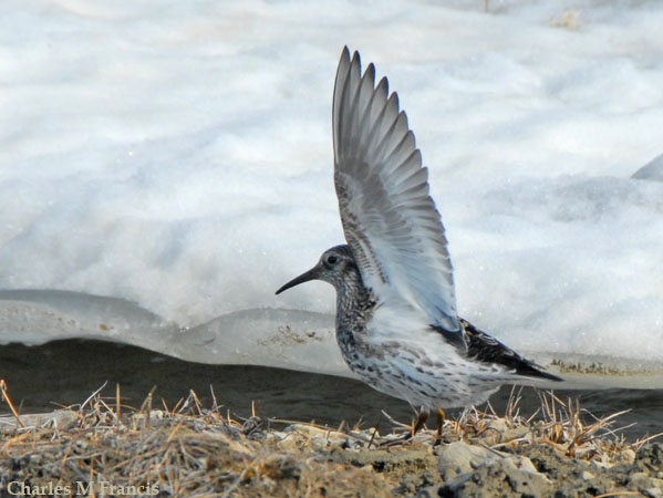 Photo (6): Purple Sandpiper