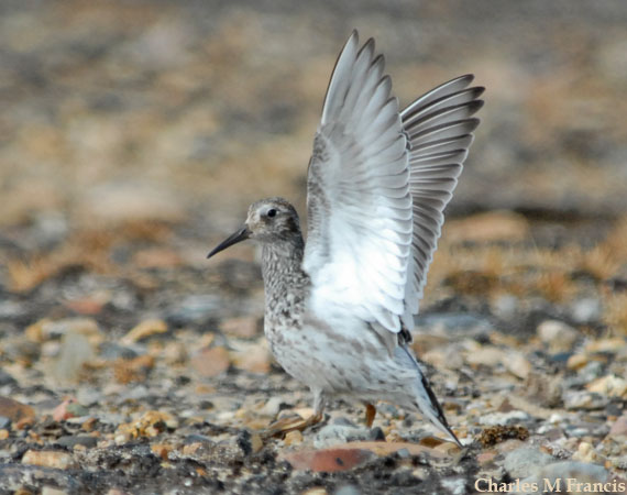 Photo (8): Purple Sandpiper