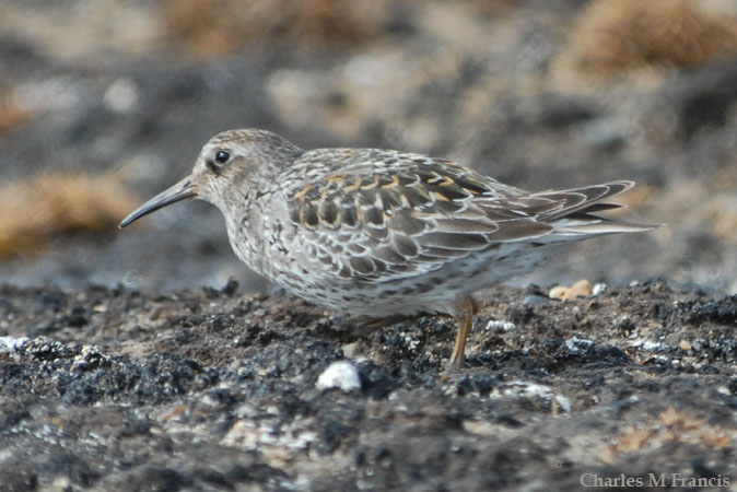 Photo (7): Purple Sandpiper