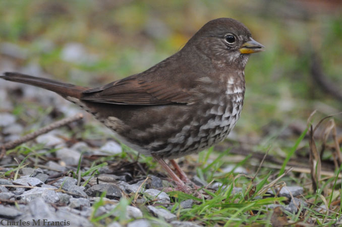 Photo (4): Fox Sparrow