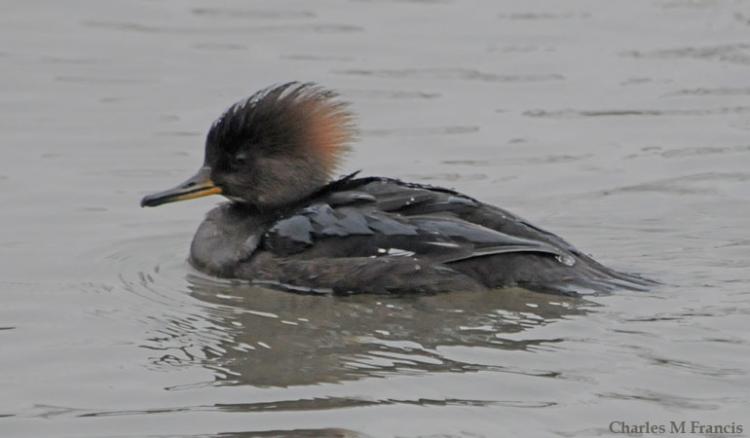 Photo (6): Hooded Merganser