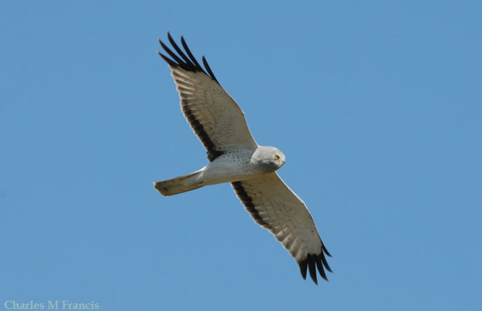 Photo (3): Northern Harrier