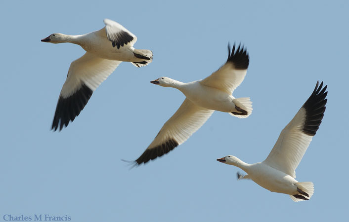 Photo (1): Snow Goose