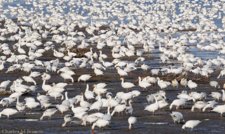 Photo (2): Snow Goose