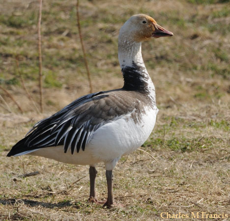 Photo (12): Snow Goose