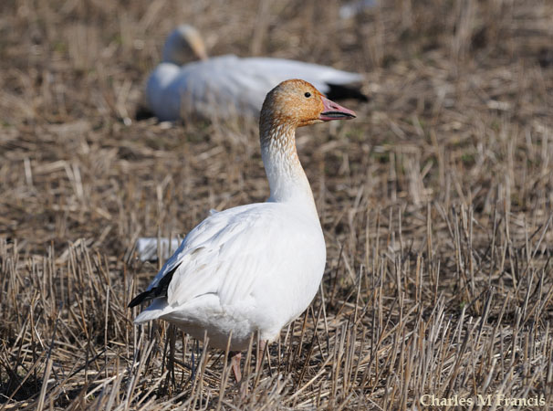 Photo (16): Snow Goose