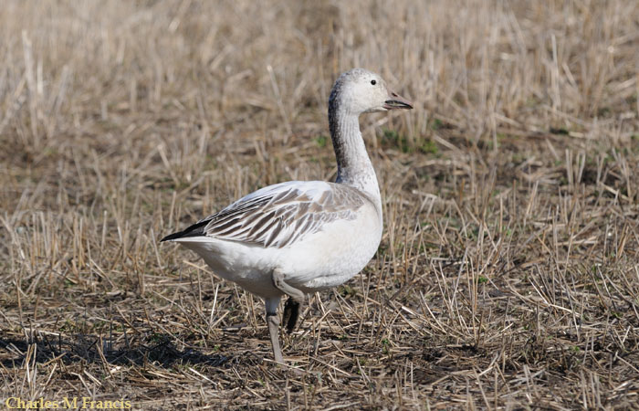 Photo (23): Snow Goose