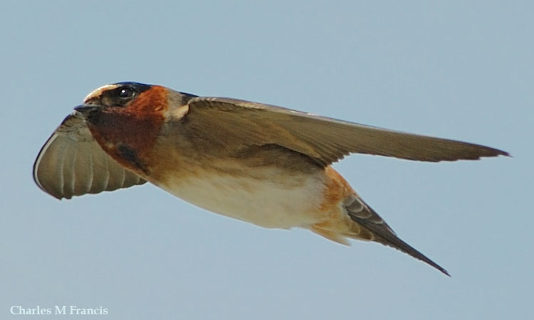 Photo (2): Cliff Swallow