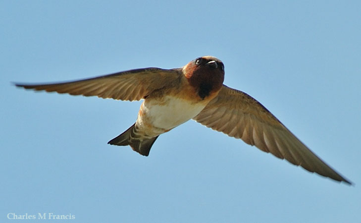 Photo (4): Cliff Swallow