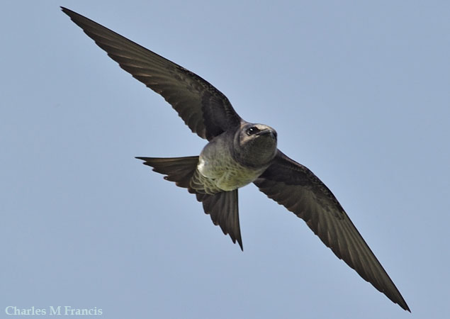 Photo (4): Purple Martin