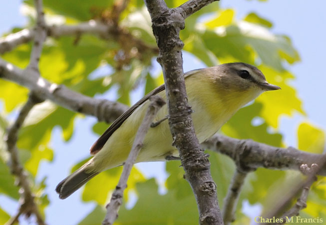 Photo (5): Philadelphia Vireo