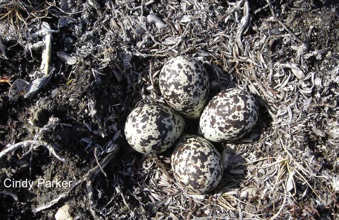 Photo (15): American Golden-Plover