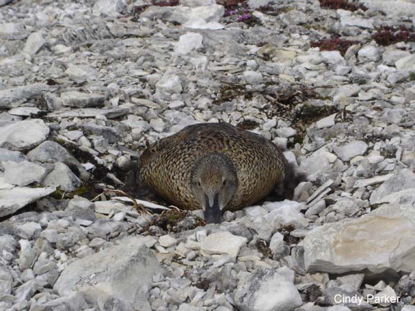 Photo (7): King Eider