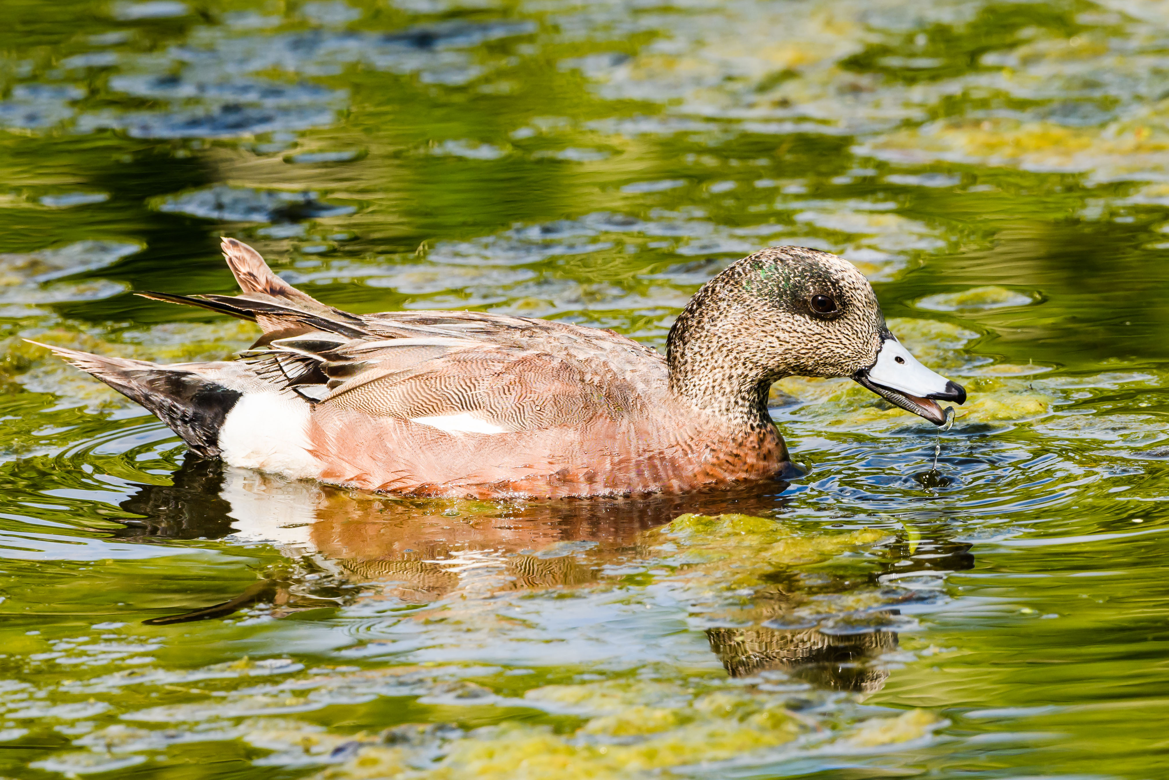Photo (10): American Wigeon
