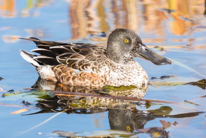 Photo (21): Northern Shoveler
