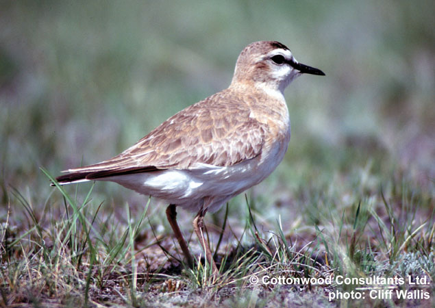 Photo (1): Mountain Plover