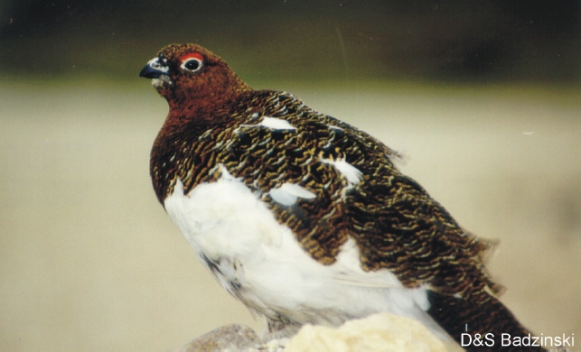 Photo (8): Willow Ptarmigan
