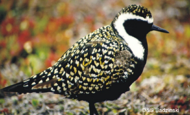 Photo (3): American Golden-Plover