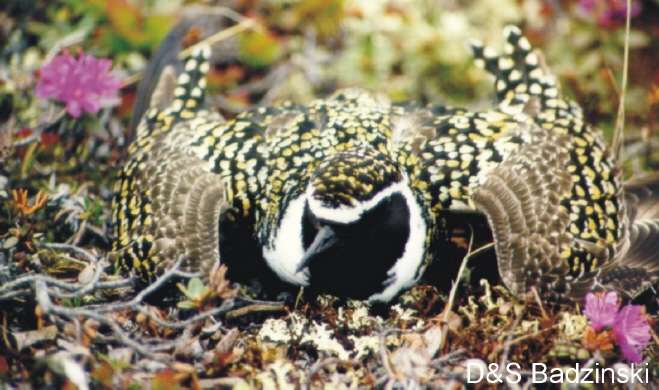 Photo (4): American Golden-Plover