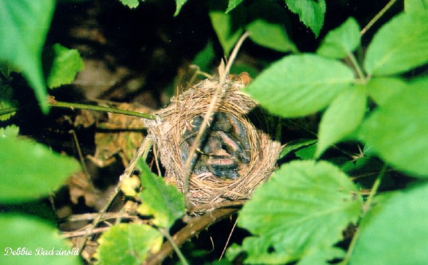 Photo (21): Hooded Warbler