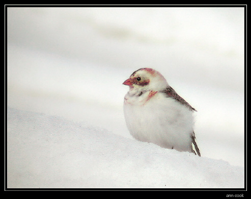 Image (8): Plectrophane des neiges