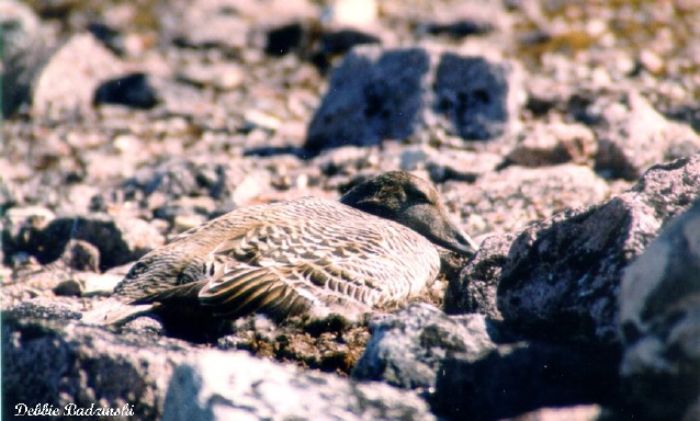 Photo (6): Common Eider