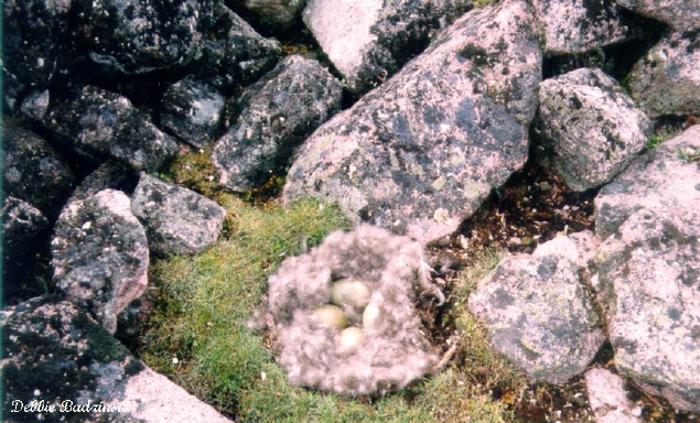 Photo (8): Common Eider