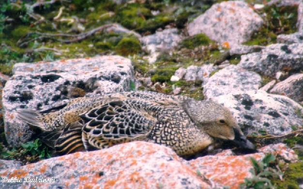 Photo (9): King Eider