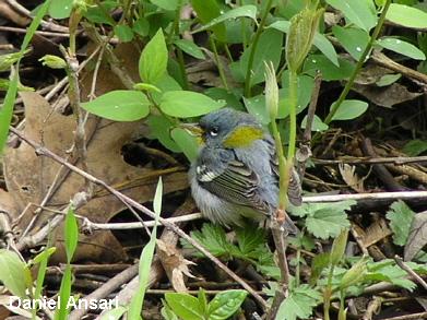 Photo (13): Quiz Species