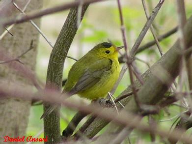 Photo (17): Wilson's Warbler