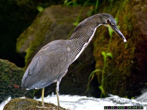 Photo (3): Fasciated Tiger-Heron