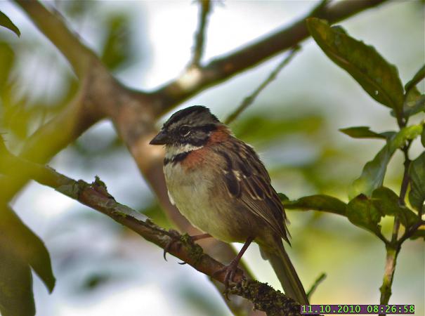 Photo (2): Rufous-collared Sparrow