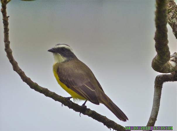 Photo (1): White-ringed Flycatcher