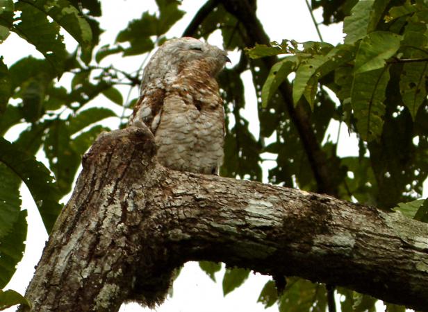 Photo (3): Great Potoo